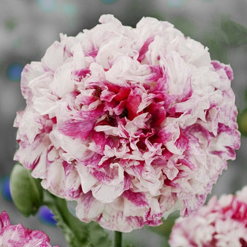Pfingstrosenmohn flemish - pfingstrosenmohn,