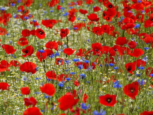 Mohnwiese saatgut blumenwiese - mohnwiese,