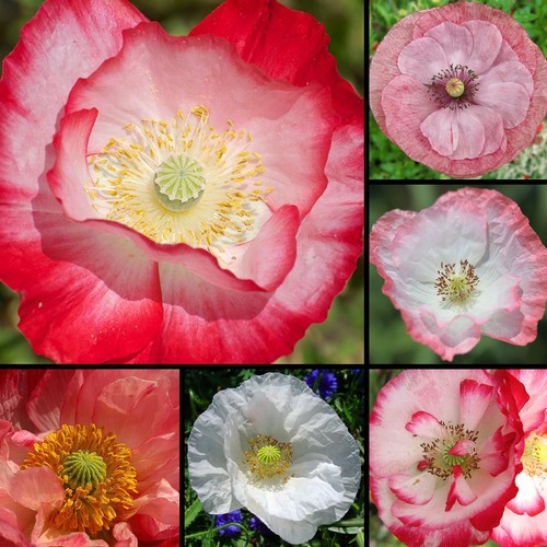 Klatschmohn mix 000 - klatschmohn,