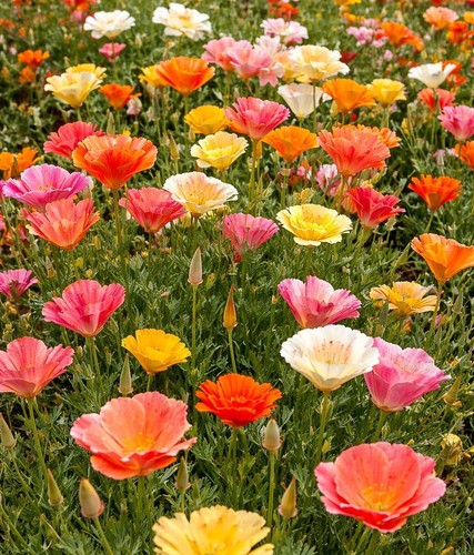 Kalifornischer mohn mission - kalifornischer,