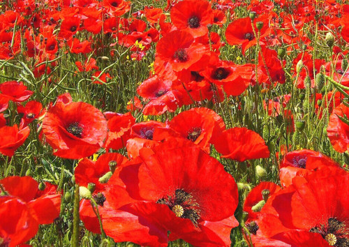 100 000 samen klatschmohn - 100.000,