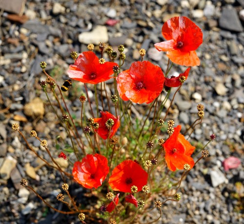 Klatschmohn mohn blume - klatschmohn,
