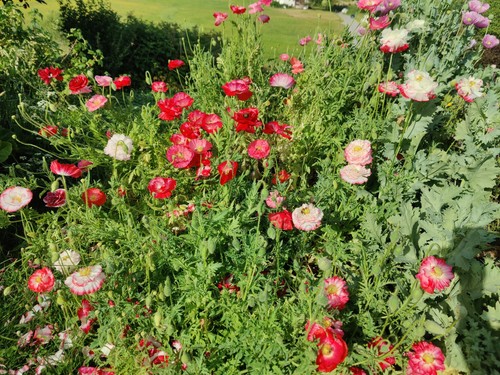 Bunter klatschmohn papaver - klatschmohn, (papaver
