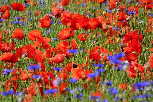 20qm mohnwiese samen mohn - 20qm,