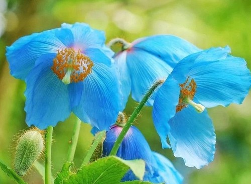 Seltener blauer himalaya - seltener, himalaya-mohn