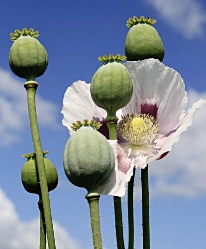 Schlafmohn samen papaver - schlafmohn, samen,