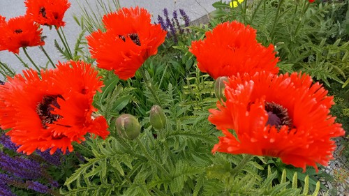 Orientalischer mohn - orientalischer,