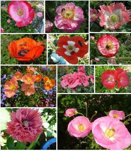 1000 korn mohn kunterbunt - korn,