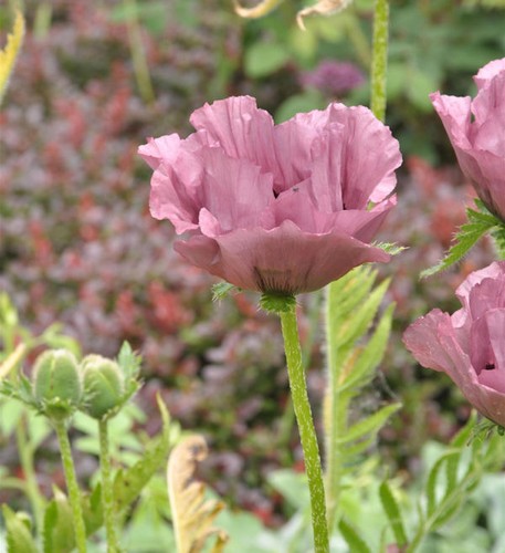 Türkischer mohn patty plum - türkischer,