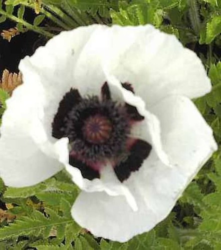 Türkischer mohn royal wedding - mohn,