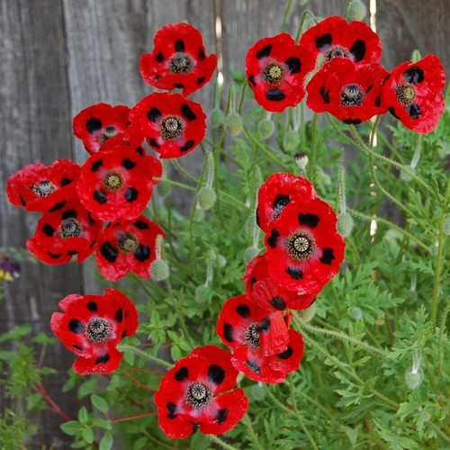 Marienkäfer mohn 200 samen - marienkÄfer-mohn, 200+