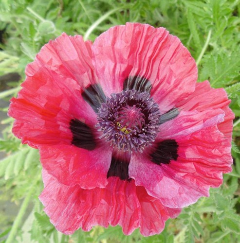 Türkischer mohn central park - mohn,