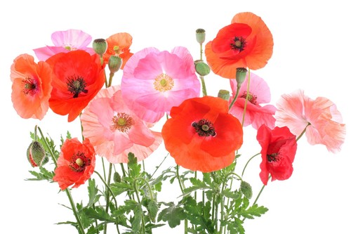 000 samen klatschmohn - 10.000,