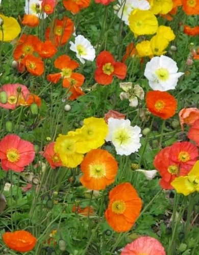 Islandmohn mohn bunte mischung - islandmohn,
