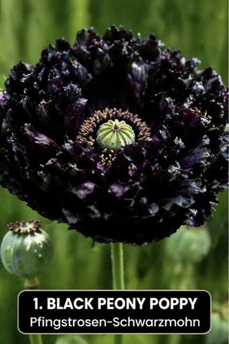 Schwarzer pfingstrosen mohn - schwarzer, pfingstrosen-mohn