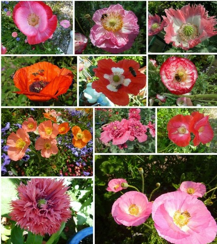 Klatschmohn-Mohn-kunterbunt-Bl
