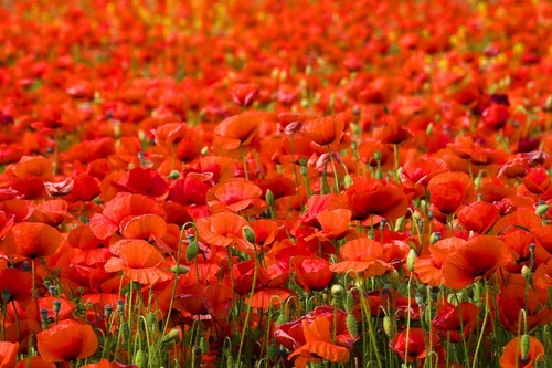 100000 samen roter - samen,