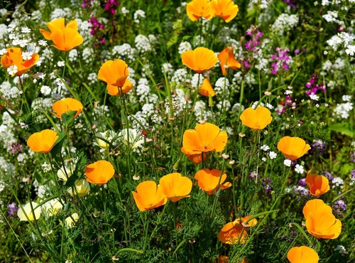 Kalifornischer goldmohn - kalifornischer,