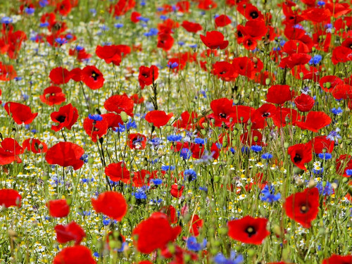 Mohnwiese extra mohn - qm,