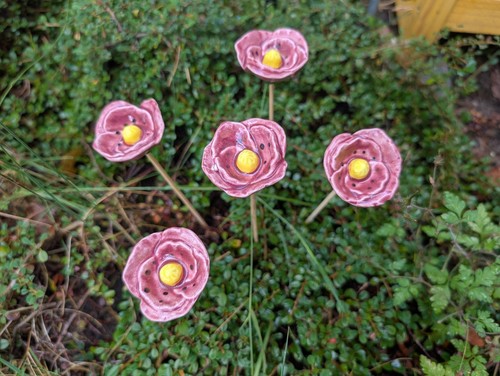 Blüten blümchen mohnblume - blüten,