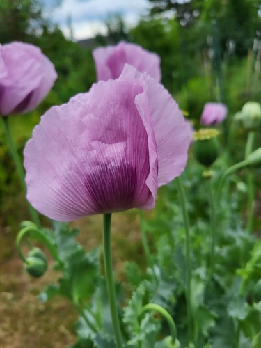 Blauer schlafmohn lila - schlafmohn,