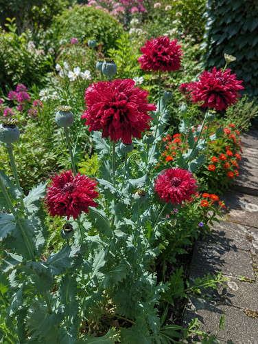 797t scarlet peony - 797t,