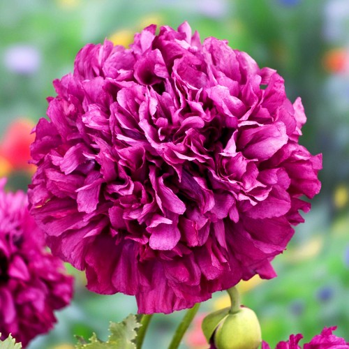 Pfingstrosenmohn purple peony - pfingstrosenmohn,