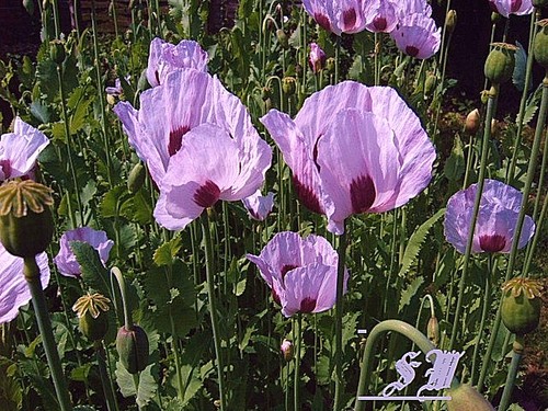 Papaver somniferum persian - somniferum,