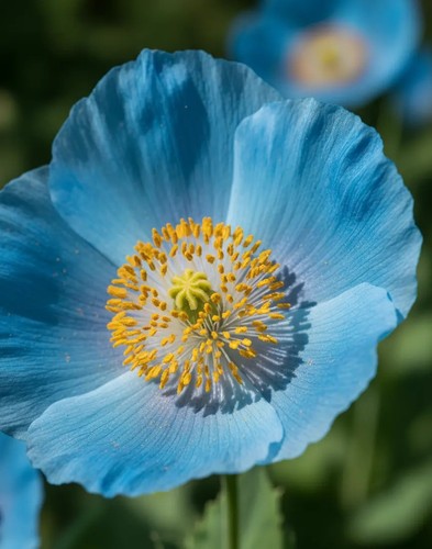 463w blaue himalaya mohn - blaue, himalaya-mohn