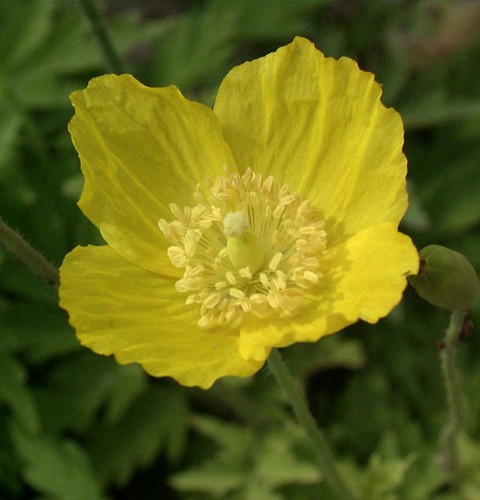 Wald scheinmohn papaver - scheinmohn,