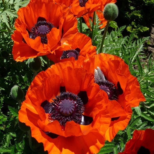 200 samen marienkäfer mohn - samen, marienkäfer-mohn
