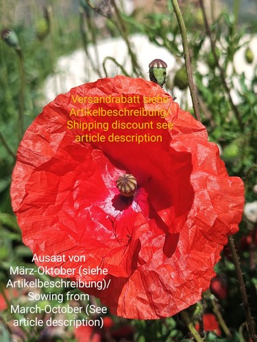 Klatschmohn papaver rhoeas - klatschmohn,,