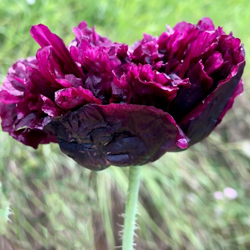 Pfingstrosenmohn black peony - pfingstrosenmohn,