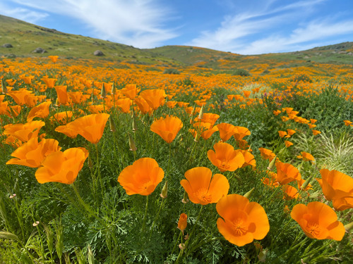Eschscholzia californica 2000 - eschscholzia,