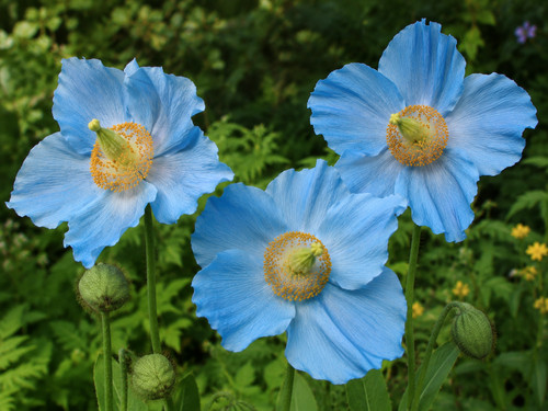 8000463 meconopsis - 8000463,