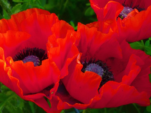 Roter türkischer riesenmohn - tÜrkischer,