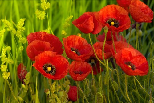 15000 samen klatschmohn - 15000,