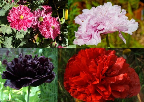 500 samen papaver - 2.500+,