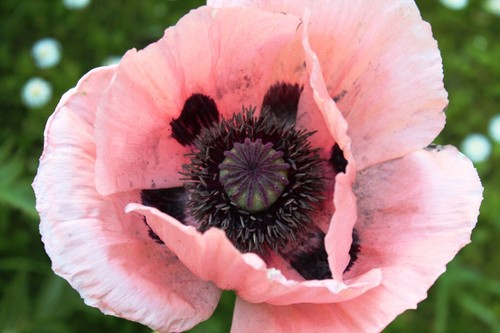 Riesenmohn rosa blüten - blüten, 50