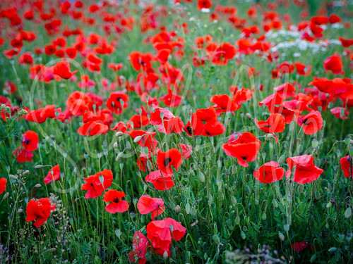 500 000 samen klatschmohn - samen,