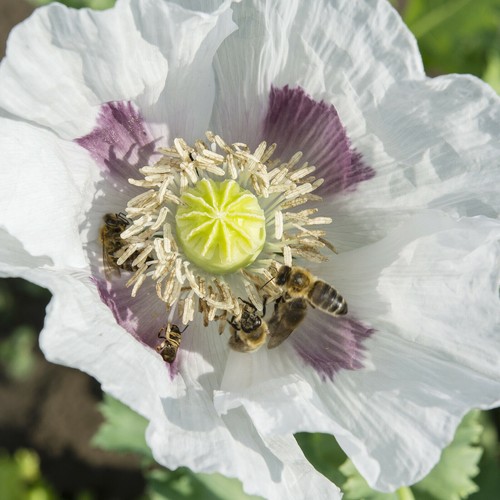 Mohn samen tasmanian - white, –