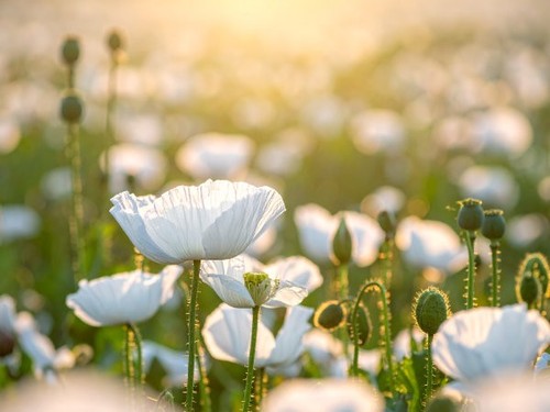 Weißer mohn samen papaver - mohn,