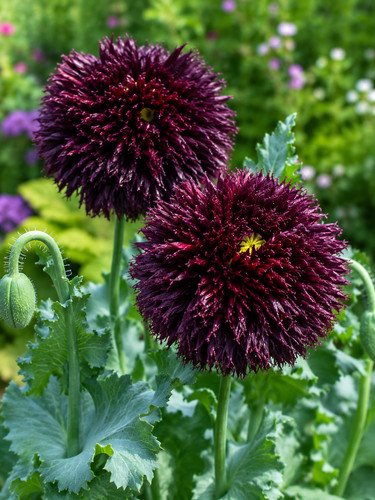 Papaver somniferum black - papaver,