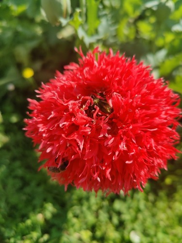 Mohn mix samen bunte - mohn, –