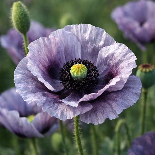 Mohn amazing grey - grey, papaver