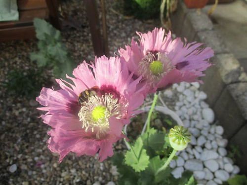 1000 samen mohnblumen - samen,