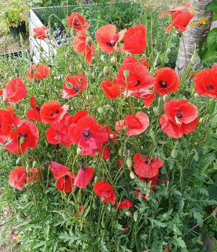 000 samen klatschmohn - samen,