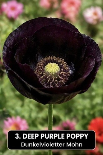 Dunkler mohn schwarz violett - dunkler,