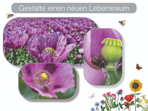 Rosa mohn samen schlafmohn - rosa,