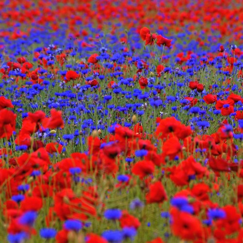 Mohn kornblume - mohn, &